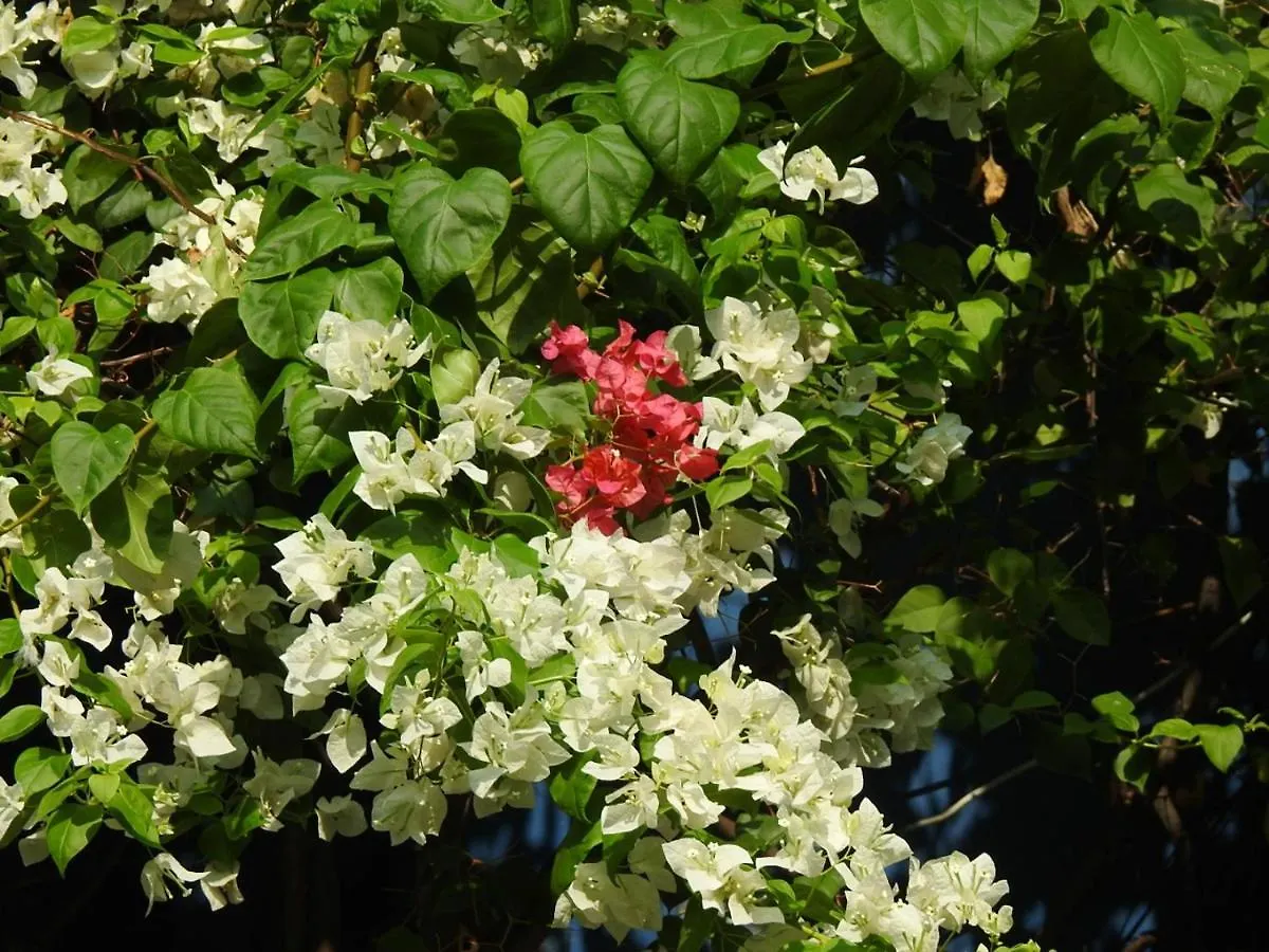 The Coral Tree Boutique Homestay Agra