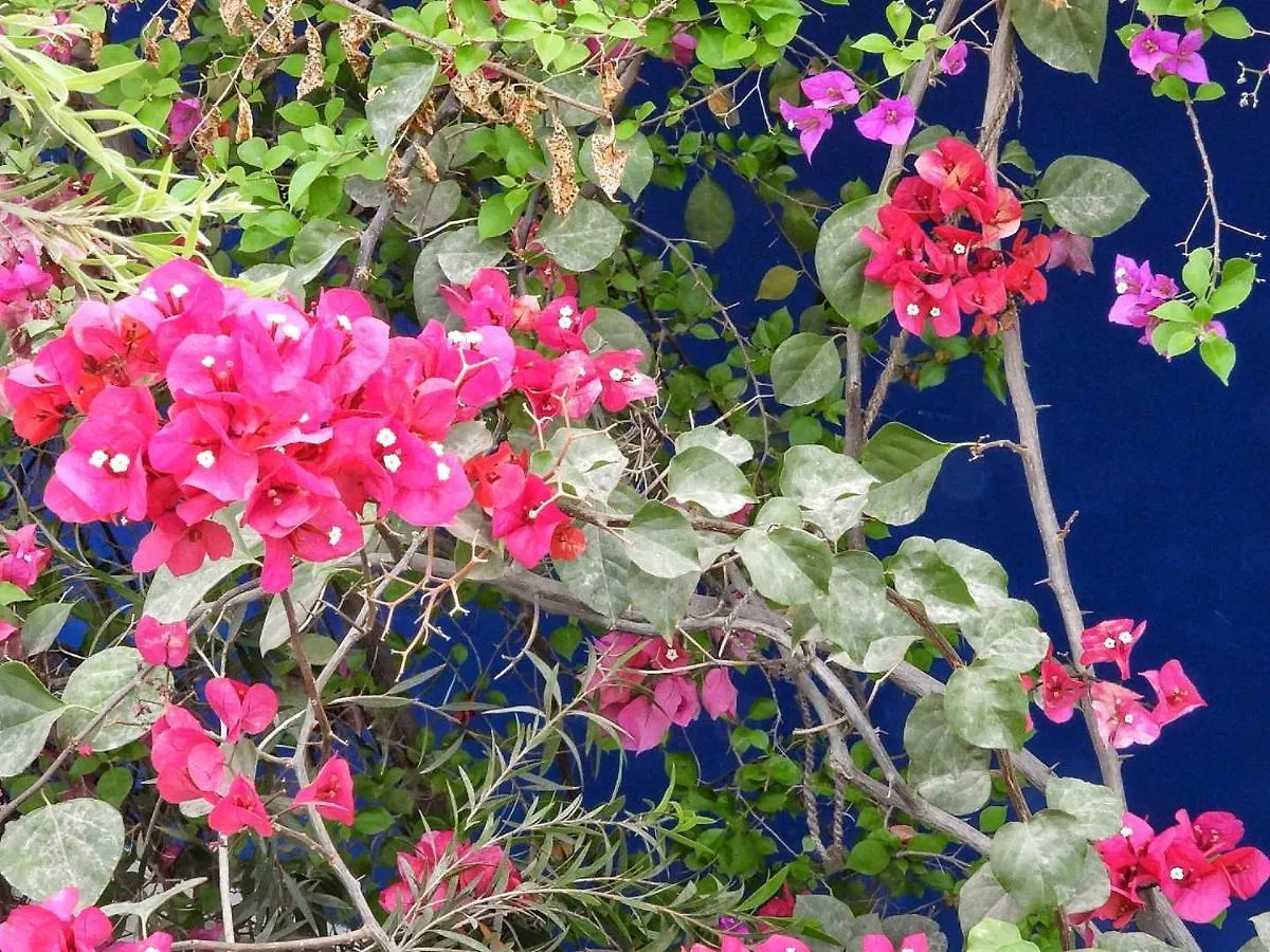 The Coral Tree Boutique Homestay Agra