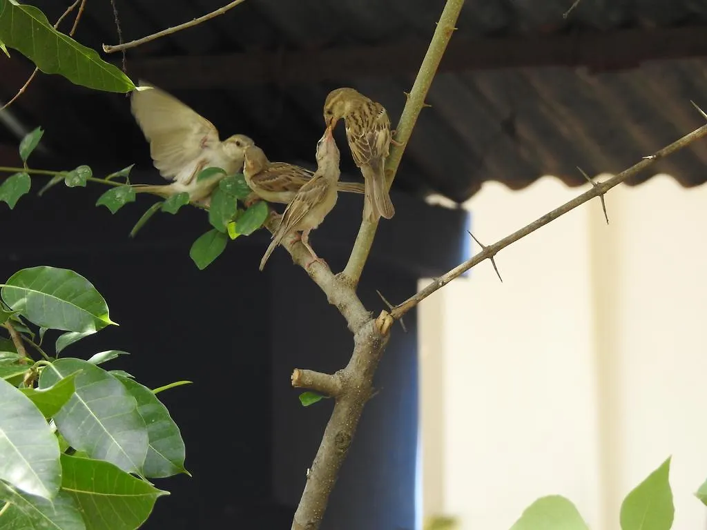 The Coral Tree Boutique Homestay Agra