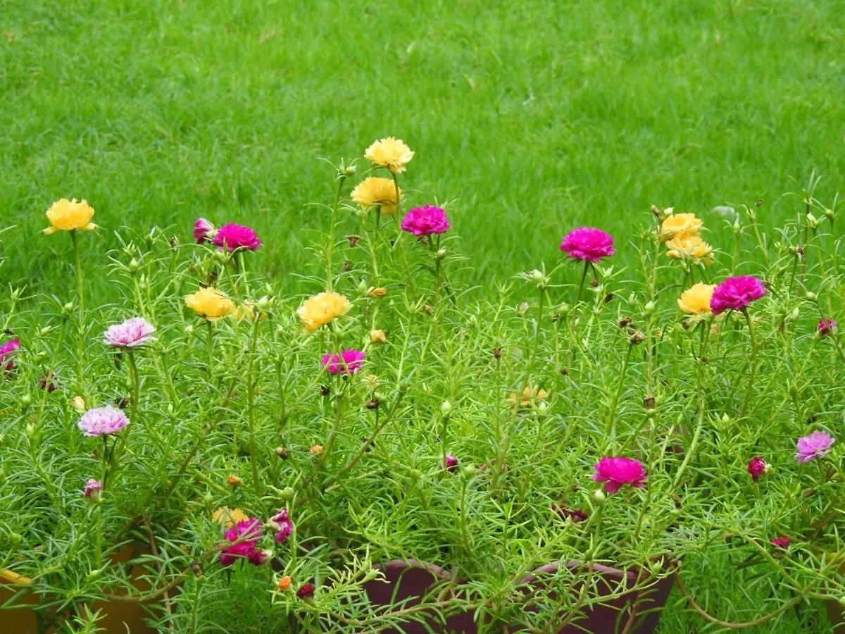 The Coral Tree Boutique Homestay Agra   Agra (Uttar Pradesh)