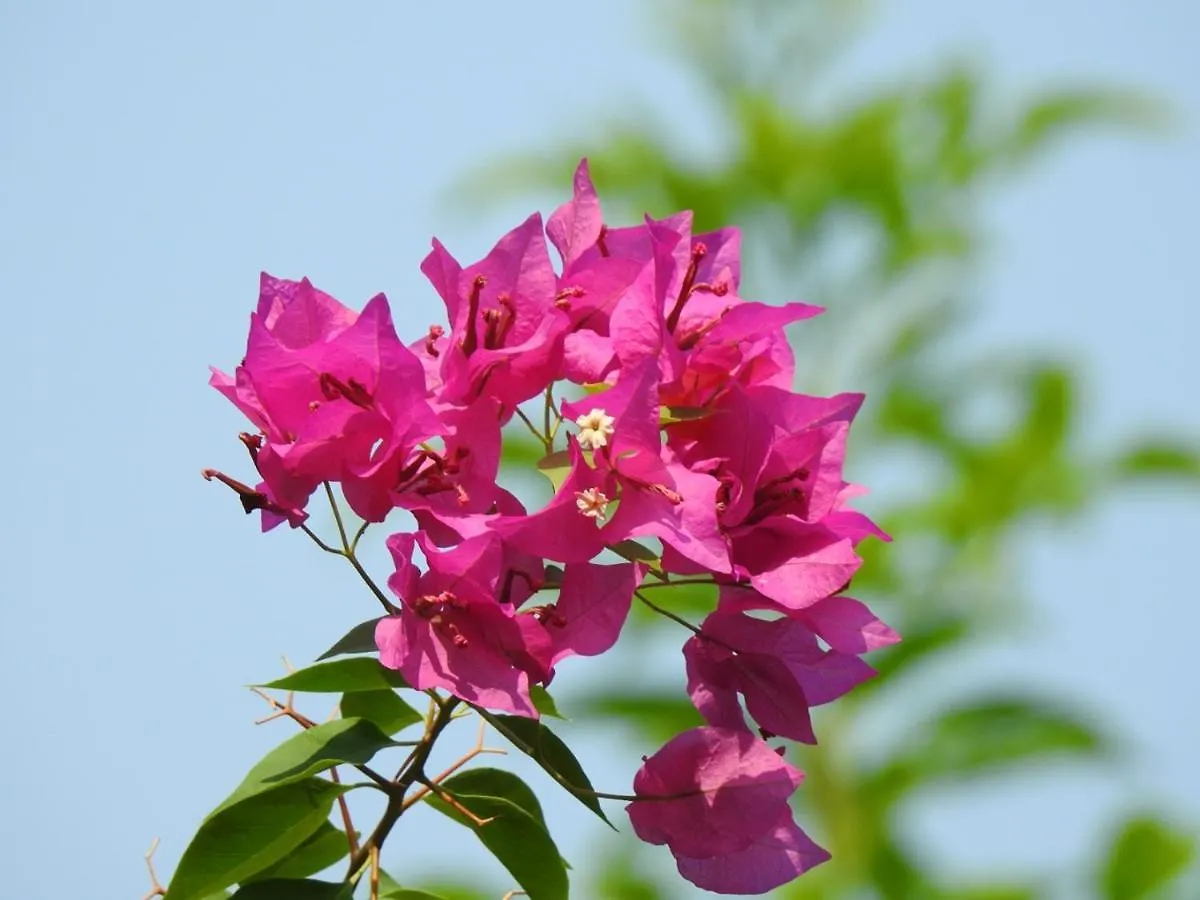 The Coral Tree Boutique Homestay Agra  0*, Agra (Uttar Pradesh)