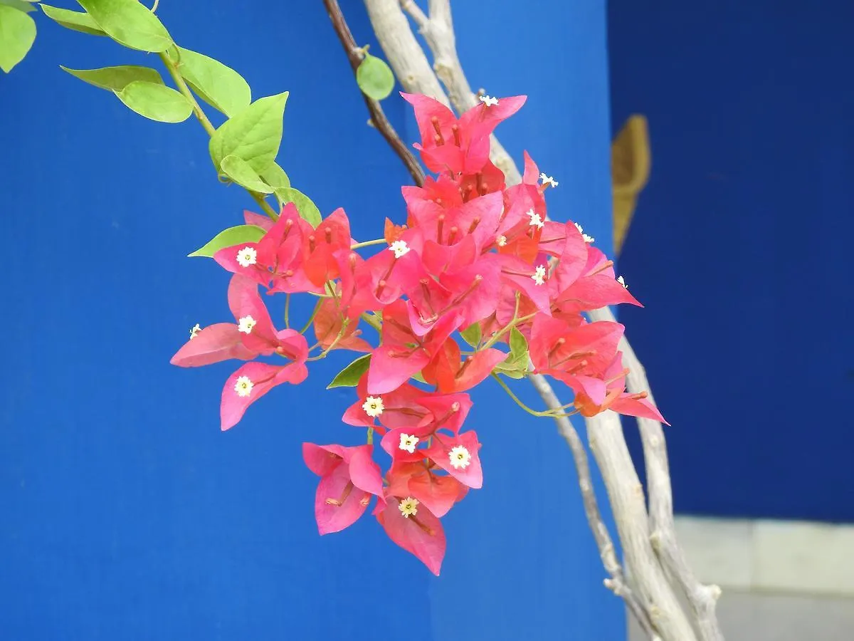 The Coral Tree Boutique Homestay Agra